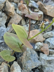 Streptanthus drepanoides