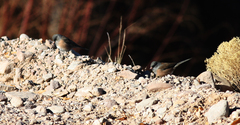 Junco hyemalis mearnsi