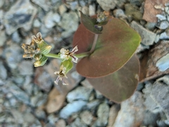 Streptanthus drepanoides