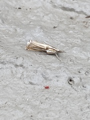 Crambus praefectellus