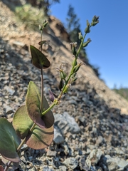 Streptanthus drepanoides