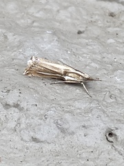 Crambus praefectellus