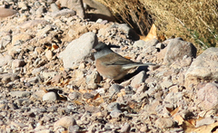 Junco hyemalis mearnsi