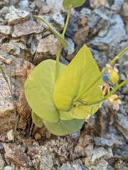 Streptanthus drepanoides