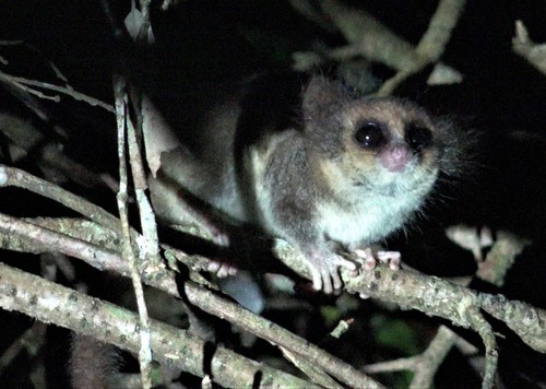 Hairy-eared Dwarf Lemur