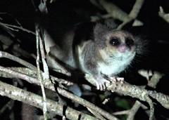 Allocebus trichotis