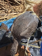 Nycticorax nycticorax