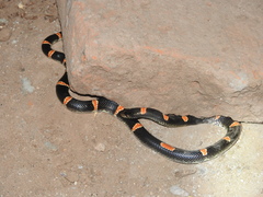 Rhinocheilus antonii