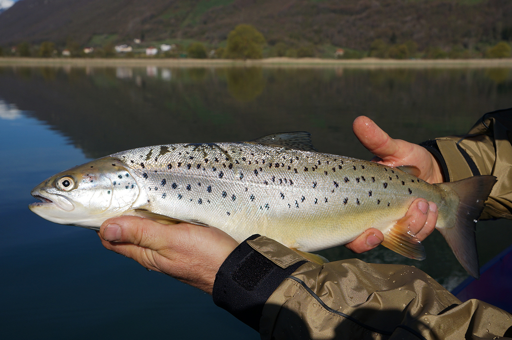 Black Sea Trout