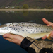 Black Sea Salmon - Photo (c) Павел Несмеянов, some rights reserved (CC BY-NC), uploaded by Павел Несмеянов