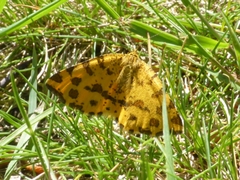 Pseudopanthera macularia