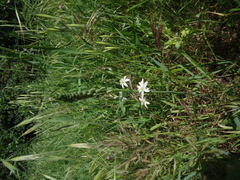 Ornithogalum narbonense