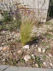 Nassella tenuissima