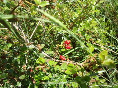 Plagiotrochus quercusilicis