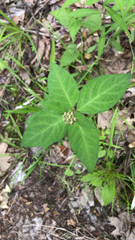 Asclepias quadrifolia