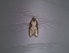 Semioscopis packardella