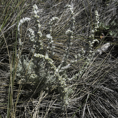 Artemisia pycnocephala