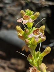 Penstemon deustus