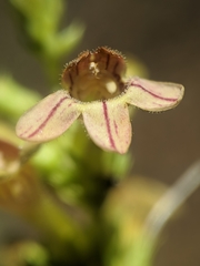 Penstemon deustus