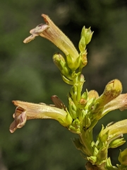 Penstemon deustus