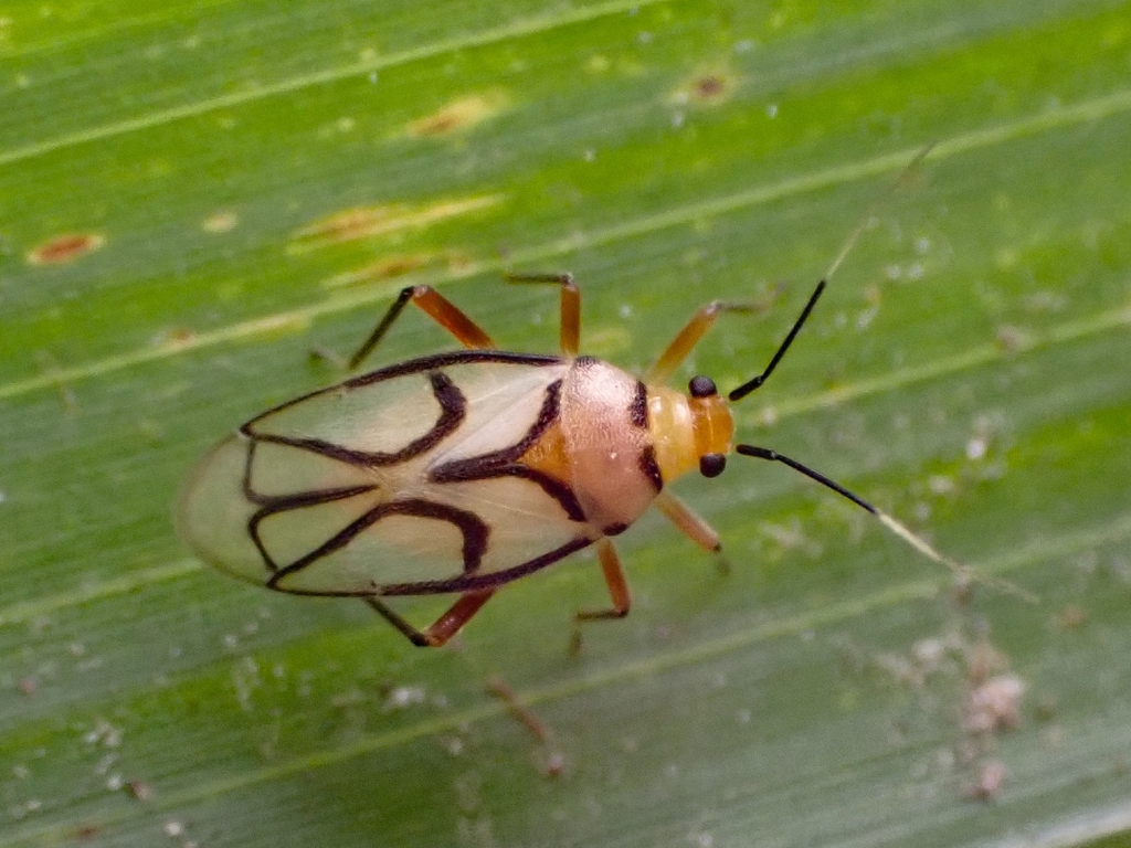 Eccritotarsus