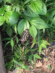 Neptis pryeri hamadai