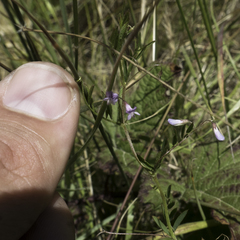 Vicia tetrasperma
