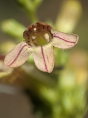 Penstemon deustus