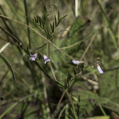 Vicia tetrasperma