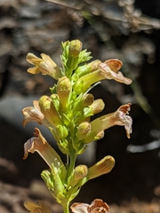 Penstemon deustus