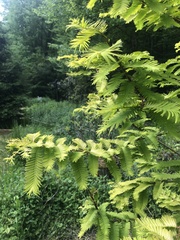 Metasequoia