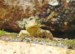 Stenocercus crassicaudatus