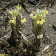 Castilleja ambigua