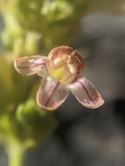 Penstemon deustus