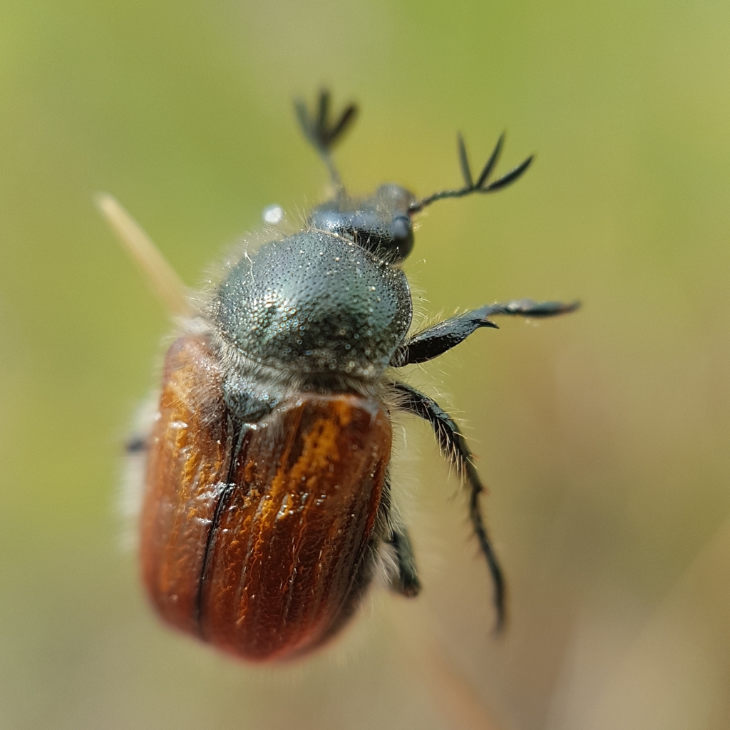 Anisoplia remota