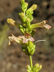 Penstemon deustus