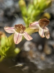 Penstemon deustus