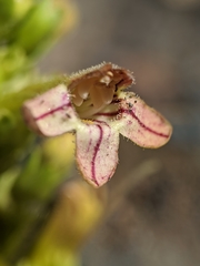 Penstemon deustus