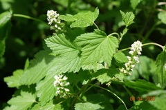 Ribes hudsonianum petiolare