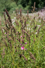 Sidalcea cusickii