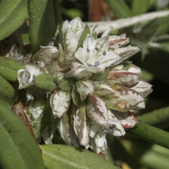 Polygonum paronychia