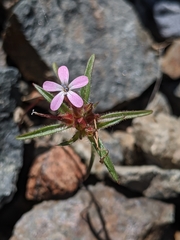 Collomia tracyi