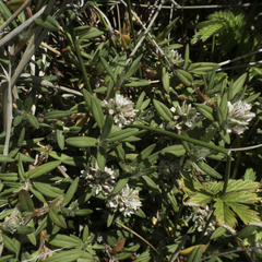 Polygonum paronychia