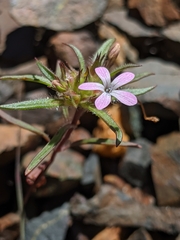 Collomia tracyi