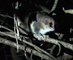 Allocebus trichotis