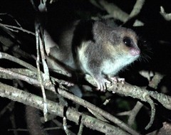 Allocebus trichotis