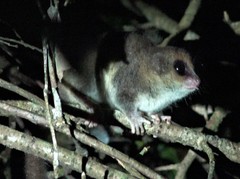 Allocebus trichotis