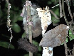 Allocebus trichotis