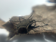 Trogulus tricarinatus