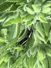 Cosmopepla lintneriana